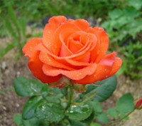 Троянда - королівський символ, тобто символ  верховенства, урочистої краси, особ. . фото 11