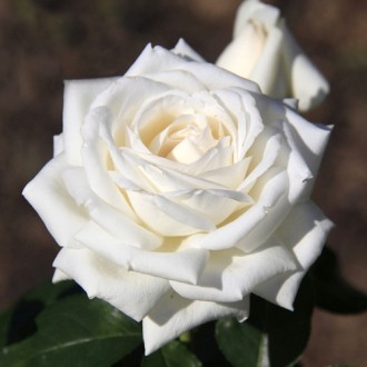 Троянда - королівський символ, тобто символ  верховенства, урочистої краси, особ. . фото 10