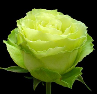 Троянда - королівський символ, тобто символ  верховенства, урочистої краси, особ. . фото 6