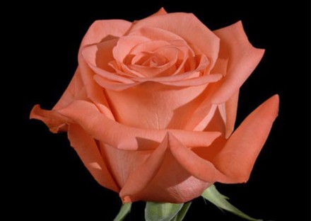 Троянда - королівський символ, тобто символ  верховенства, урочистої краси, особ. . фото 8
