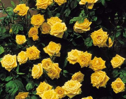 Троянда - королівський символ, тобто символ  верховенства, урочистої краси, особ. . фото 3