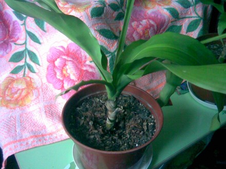Продам цветы ДРАЦЕНА - декоративное растение. Вырастает до 1м 20 см.. . фото 3