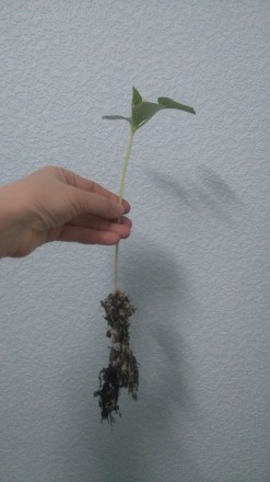 Однолетнее вьющееся растение с длинными стеблями. Образует плоды удлиненной форм. . фото 4
