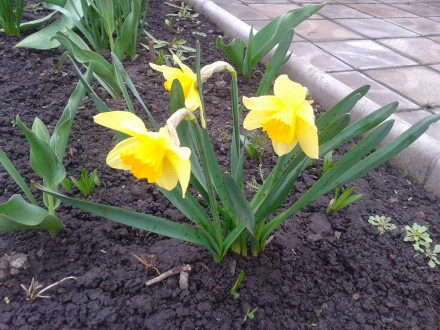 Нарцисс ложный, или желтый (Narcissus pseudonarcissus). Растет на горных склонах. . фото 2