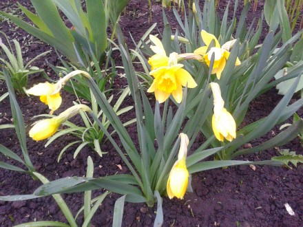 Нарцисс ложный, или желтый (Narcissus pseudonarcissus). Растет на горных склонах. . фото 3