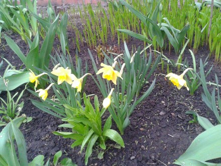 Нарцисс ложный, или желтый (Narcissus pseudonarcissus). Растет на горных склонах. . фото 4