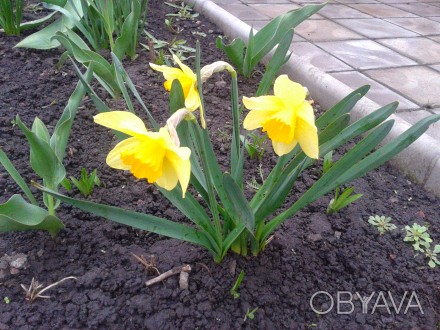 Нарцисс ложный, или желтый (Narcissus pseudonarcissus). Растет на горных склонах. . фото 1