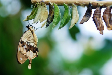 Если Вы всегда хотели увидеть рождение бабочек - эта уникальная возможность имен. . фото 6