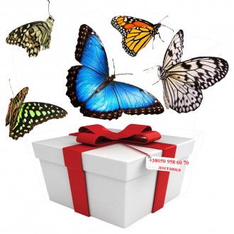 Мини салют из пяти крупных живых тропических бабочек в подарочной коробочке. Вид. . фото 2