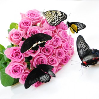 Мини салют из пяти крупных живых тропических бабочек в подарочной коробочке. Вид. . фото 5