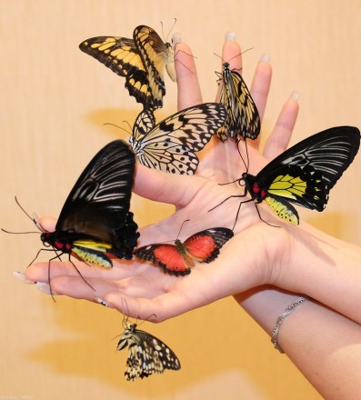 Мини салют из пяти крупных живых тропических бабочек в подарочной коробочке. Вид. . фото 3