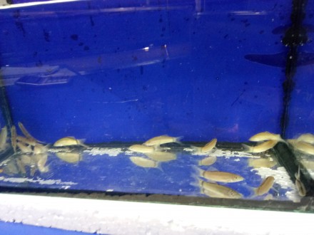 Мы осуществляем Оптово розничные поставки аквариумных рыбок, растений,оборудован. . фото 6