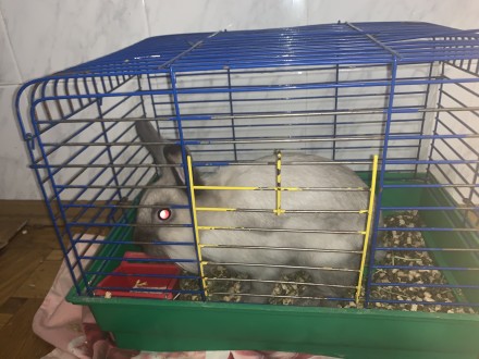Самка сиамского кролика ~5-6 месяцев. 
Покупали примерно в ноябре 2019 года, то. . фото 5