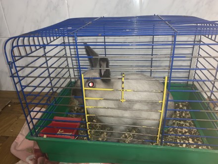 Самка сиамского кролика ~5-6 месяцев. 
Покупали примерно в ноябре 2019 года, то. . фото 4