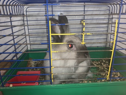 Самка сиамского кролика ~5-6 месяцев. 
Покупали примерно в ноябре 2019 года, то. . фото 3