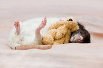 Чудесные мальчики крысята черно-белого и сиамского окраса. 1 месяц Здоровые, умн. . фото 2
