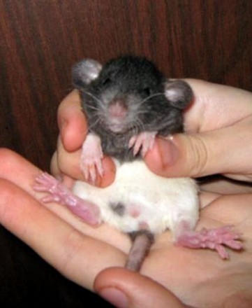 Чудесные мальчики крысята черно-белого и сиамского окраса. 1 месяц Здоровые, умн. . фото 3