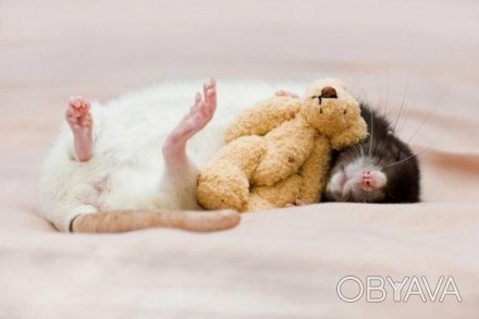 Чудесные мальчики крысята черно-белого и сиамского окраса. 1 месяц Здоровые, умн. . фото 1