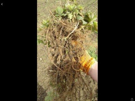 Саджанці якісні з гарною кореневої системою
Однорічні річні і весняні саджанці . . фото 3