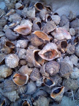 Ракушки от моллюсков рапанов, прекрасно подойдут или дополнят декор аквариумом,ф. . фото 3