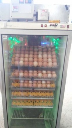 Инубатор на 315 яиц. Обеспечивает автоматический переворот яиц, автоматический к. . фото 4