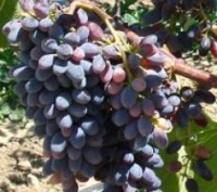 Элитные саженцы винограда К.устойчивые- более 80 сортов, зеленые саженцы. Смород. . фото 3