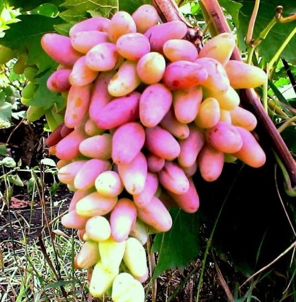 Элитные саженцы винограда К.устойчивые- более 80 сортов, зеленые саженцы. Смород. . фото 2