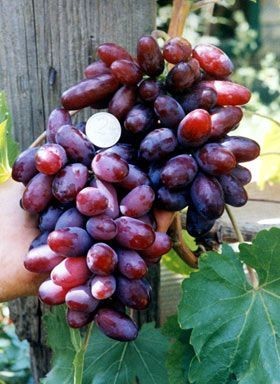 Элитные саженцы винограда К.устойчивые- более 80 сортов, зеленые саженцы. Смород. . фото 4