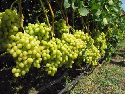 Элитные саженцы винограда К.устойчивые- более 80 сортов, зеленые саженцы. Смород. . фото 5