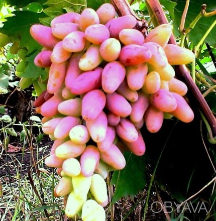 Элитные саженцы винограда К.устойчивые- более 80 сортов, зеленые саженцы. Смород. . фото 1