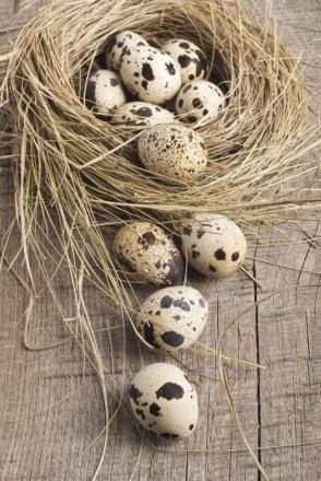 Свежайшие перепелиные яйца c домашней фермы. Полезный продукт от птицы, выращенн. . фото 2