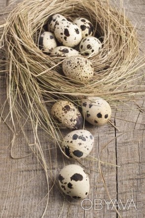 Свежайшие перепелиные яйца c домашней фермы. Полезный продукт от птицы, выращенн. . фото 1