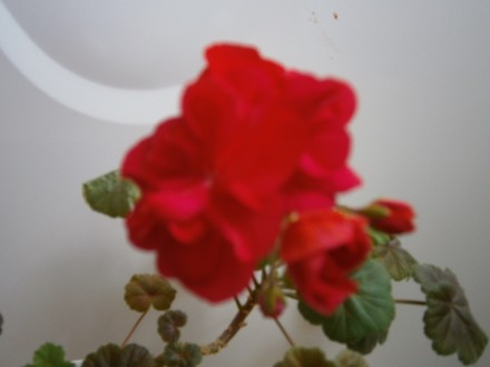Кустик герани красной, цветочек средней полноты не совсем полный и не совсем пус. . фото 2