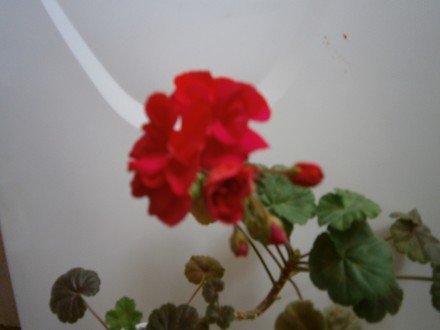 Кустик герани красной, цветочек средней полноты не совсем полный и не совсем пус. . фото 3