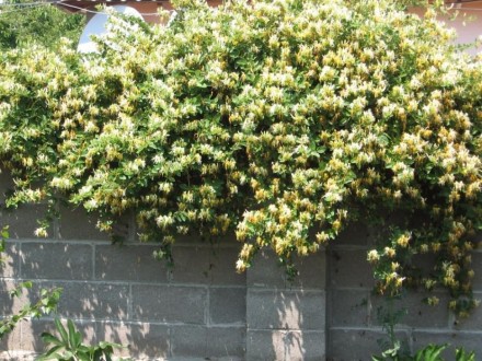 Жимолость (Lonicera) будет весь год украшать сад зеленой листвой, а летом – души. . фото 4