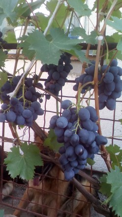 Продам двухгодичные саженцы столовых сортов винограда.Саженцы выращены в грунте,. . фото 4