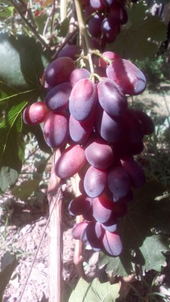 Продам двухгодичные саженцы столовых сортов винограда.Саженцы выращены в грунте,. . фото 5