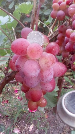 Продам двухгодичные саженцы столовых сортов винограда.Саженцы выращены в грунте,. . фото 6