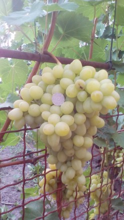 Продам двухгодичные саженцы столовых сортов винограда.Саженцы выращены в грунте,. . фото 3