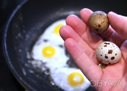 Перепелиное яйцо с домашней мини фермы , свежайшее , держим перепела для получен. . фото 1