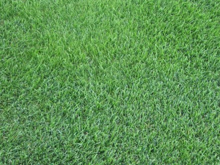 Предлогаем приобрести у нас рулонный газон (универсальный) собственного производ. . фото 6