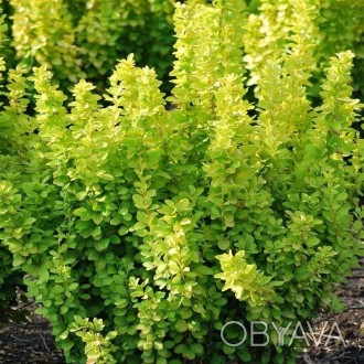 Красивые кустики с яркими салатовыми листочками Внимание! Фото растения показыва. . фото 1
