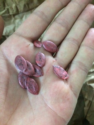 Посевной материал тыквы Посевной материал семена Штирийской тыквы (элит) в тальк. . фото 3