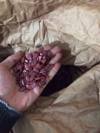 Посевной материал тыквы Посевной материал семена Штирийской тыквы (элит) в тальк. . фото 2