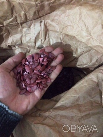 Посевной материал тыквы Посевной материал семена Штирийской тыквы (элит) в тальк. . фото 1