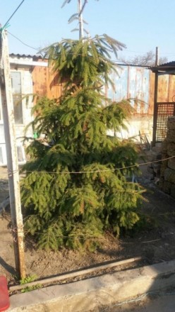 Очень красивая крымская ель, высотой 2.40м , станет настоящим украшением на Ваше. . фото 5