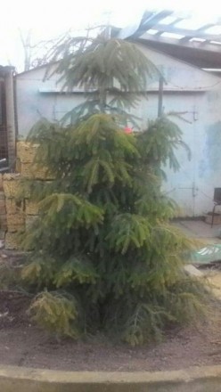 Очень красивая крымская ель, высотой 2.40м , станет настоящим украшением на Ваше. . фото 4