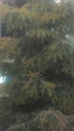 Очень красивая крымская ель, высотой 2.40м , станет настоящим украшением на Ваше. . фото 3