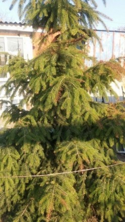 Очень красивая крымская ель, высотой 2.40м , станет настоящим украшением на Ваше. . фото 2