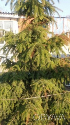Очень красивая крымская ель, высотой 2.40м , станет настоящим украшением на Ваше. . фото 1